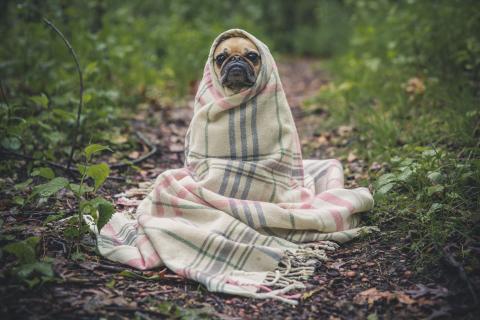 Soziale Kälte; Hund, Mops in Decke, kalt